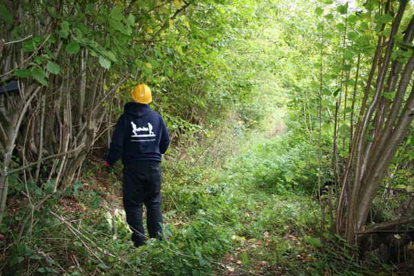 Veteran coppicing for hazels