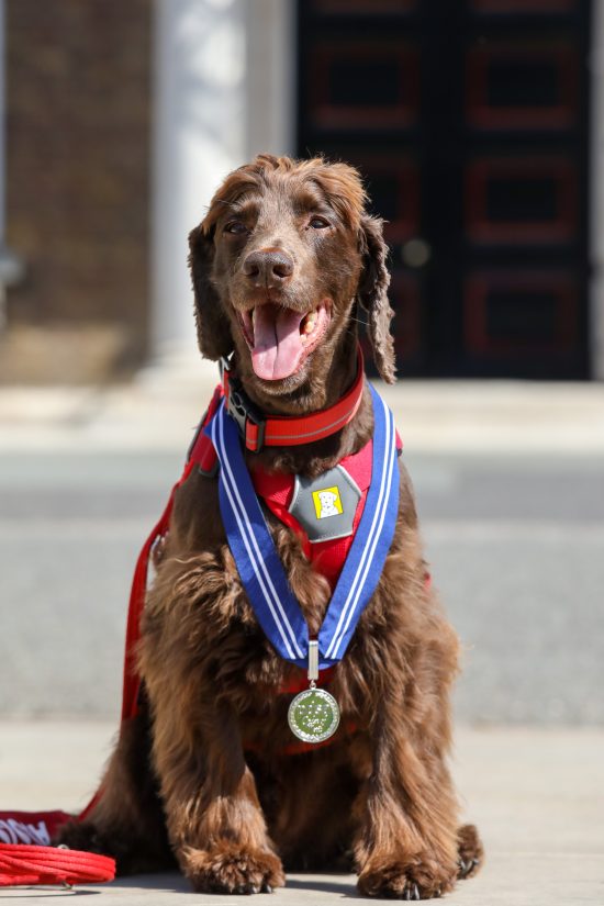 PTSD Assistance dog, Jerry, received the PDSA Order of Merit in July